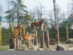 -上海野生动物园