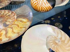 -青岛贝壳博物馆