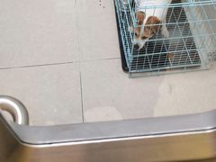 -瑞鹏宠物医院·骨科·猫科·内科(第一中心)