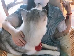 -Husky Go! 哈士奇体验馆·宠物咖啡厅狗咖