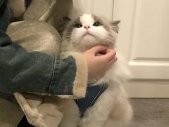 -李小姐の猫咖啡馆(五角场店)