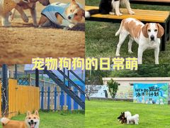 -趣玩宠物乐园寄养训犬训狗游泳池