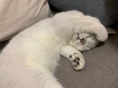 -喵zoo家庭繁育猫舍(尖东智能花园店)