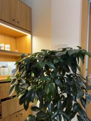 点击看大图 -丝域养发馆