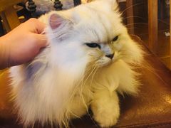 -李小姐の猫咖啡馆(五角场店)