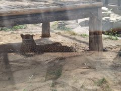 -石家庄市动物园