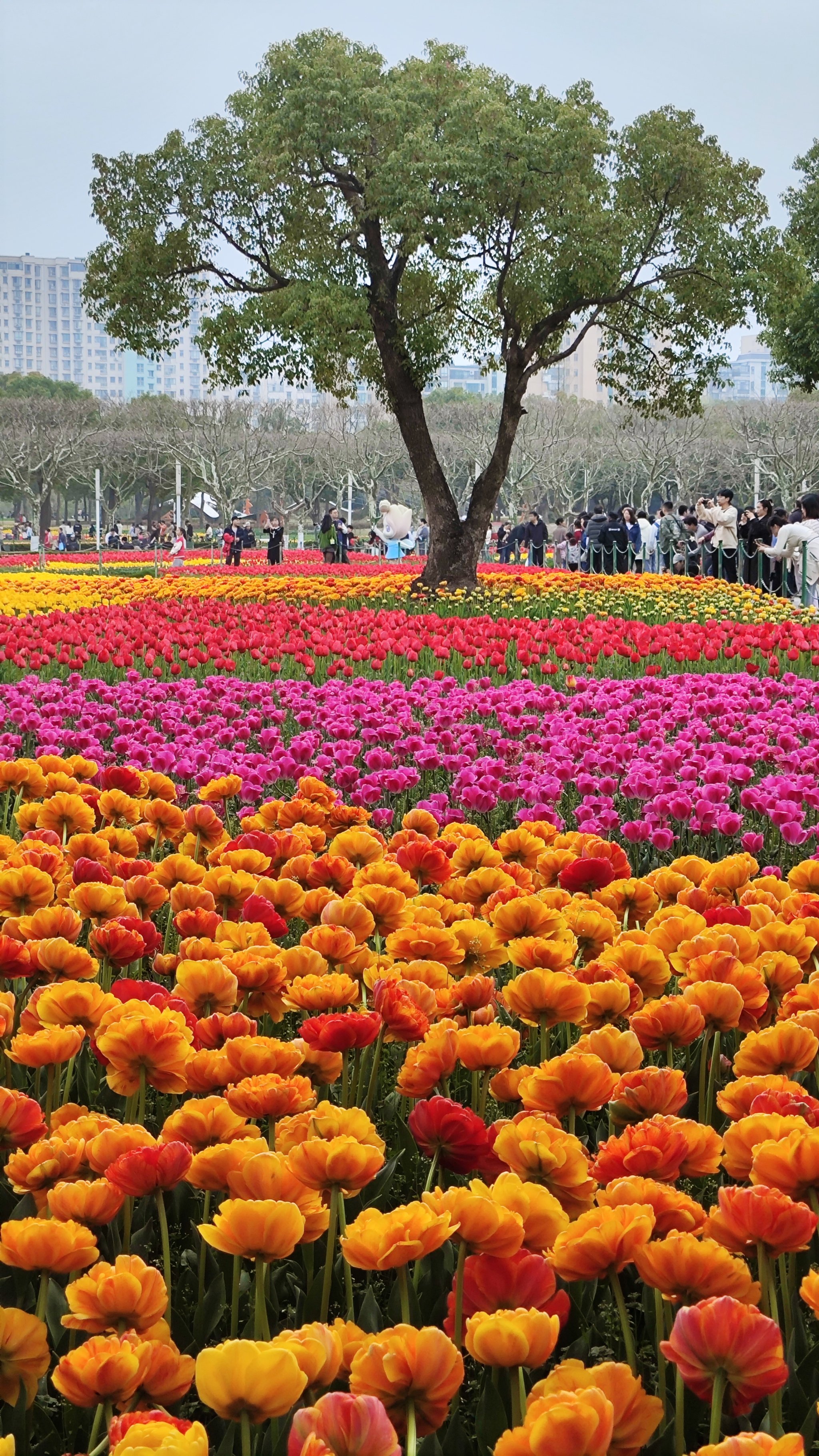 最美风景图片大全花海图片