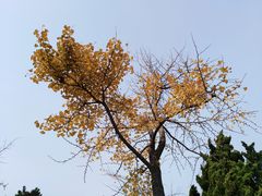 -八大关景区
