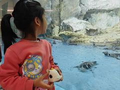 -帝企鹅自助餐厅•儿童岛•真企鹅(长隆企鹅酒店)