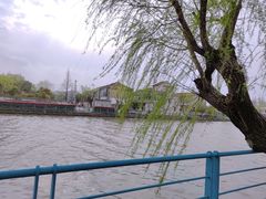 -高东镇樱花园