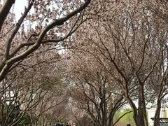 -石家庄市植物园