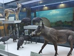 -国家自然博物馆