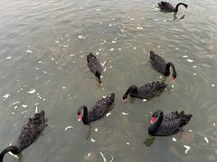 -五缘水乡酒店兰轩中餐厅