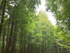 -山王坪喀斯特国家生态公园