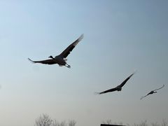 -盐城丹顶鹤湿地生态旅游区