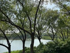 -大兴滨河森林公园