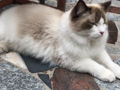 -喵屿·大理花园猫咖