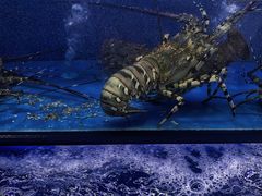 -盒马鲜生(曜一城店)