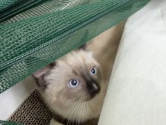 -博特宠物医院24h犬猫全科.骨科·异宠