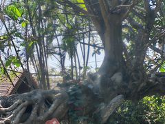 -瑞丽独树成林风景区