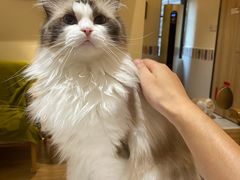 -滚猫咖啡·猫咖·猫友好撸猫(未来城店)