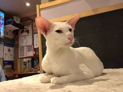 -猫小院猫主题咖啡厅(北锣店)