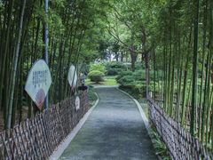 -陈家山荷花公园