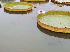 -白洋淀景区