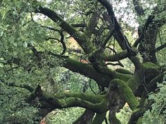 -南岳衡山风景名胜区-南岳大庙