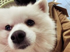 -怪兽屋·羊驼·猫咖·狗咖(俊华广场店)