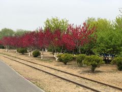 -永定河休闲森林公园