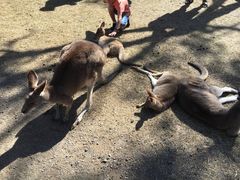 -可伦宾野生动物保护区