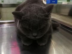 -暖阳宠物医院·犬猫康复中心·骨科