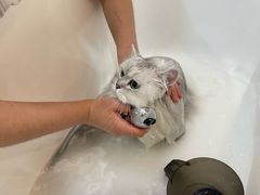 -momokira米努特·德文卷毛猫·棉花面纱犬
