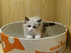 -屋虎猫馆(宝安大仟里店)