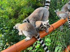 -北京野生动物园