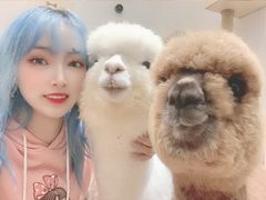 -猫色咖啡·猫咖