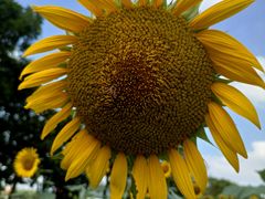 -光明小镇欢乐田园