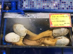 象拔蚌-蚝专家(北滘店)