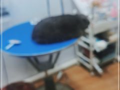 -喜狗宠物生活馆(岳州路店)