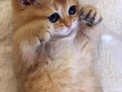 -欣宠猫屋·矮脚拿破仑·蓝金金渐层