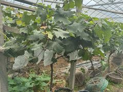 -马陆小张葡萄园农家乐