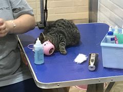 -PETKIT小佩宠物(古北店)