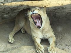 -北京野生动物园