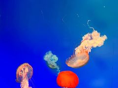 -南昌融创海世界