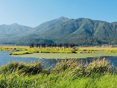 -腾冲北海湿地
