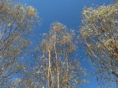 -北京麋鹿生态实验中心