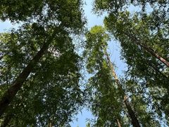 -黄海国家森林公园