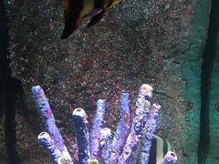 -暹罗海洋世界
