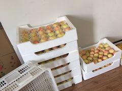 -南汇新场正宗水蜜桃采摘